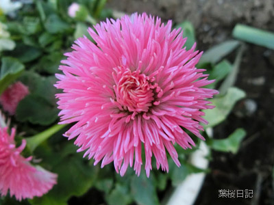 ピンクの花２.jpg