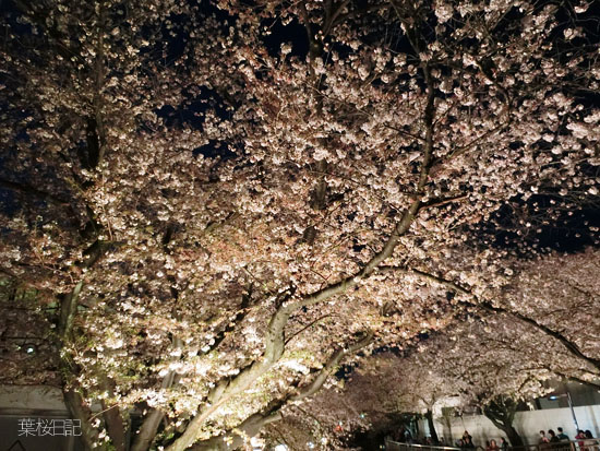 夜桜３.jpg