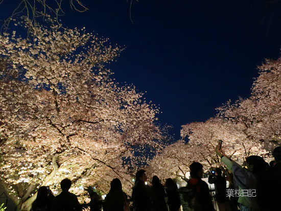 夜桜５.jpg