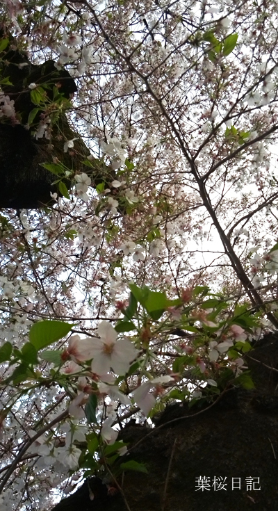 桜ｄ.jpg
