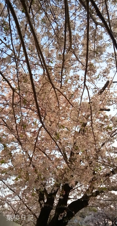 桜ｆ.jpg