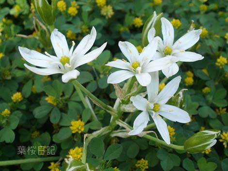 白い花１.jpg