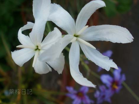 白い花５.jpg