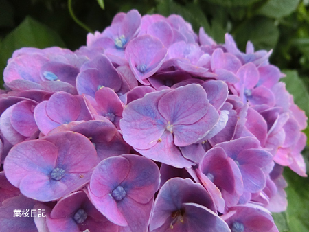 紫陽花ピンク１.jpg
