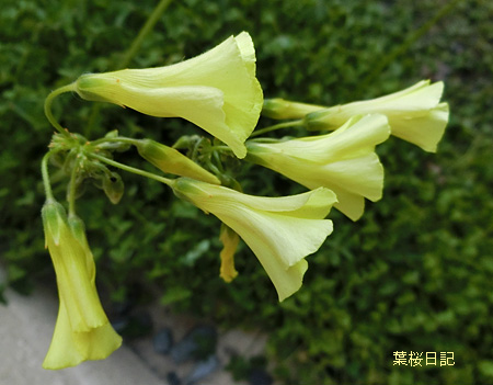 黄色い花2.jpg