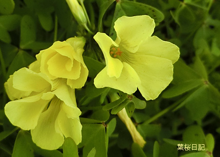黄色い花１.jpg