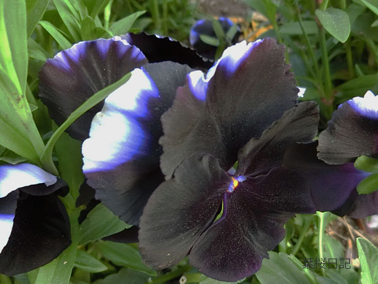 黒い花のコピー.jpg