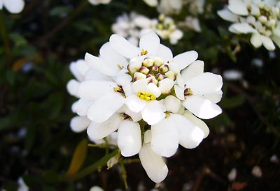 ２月の白い花.jpg